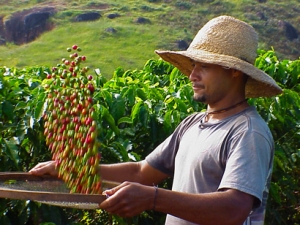 coffee-harvest-web-300x225