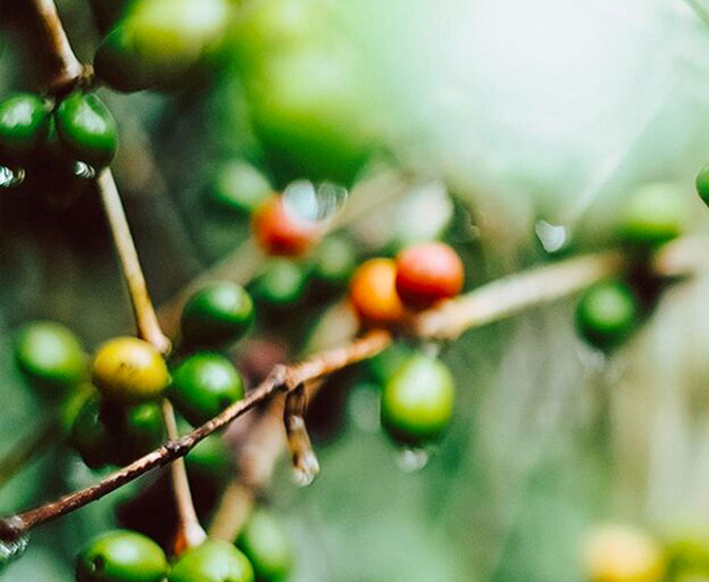 duurzame koffie bonen plant
